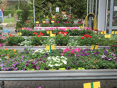 Beet- und Balkonpflanzen