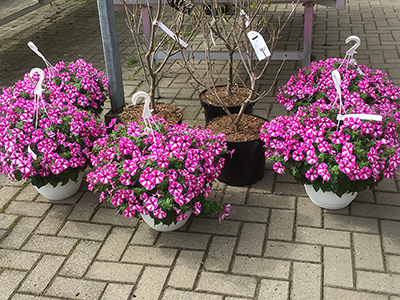 Beet- und Balkonpflanzen