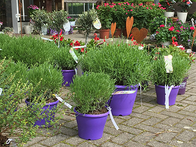 Beet- und Balkonpflanzen