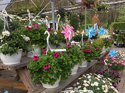 Beet- und Balkonpflanzen