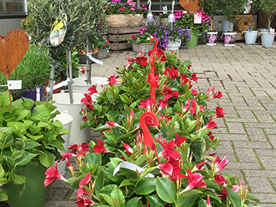 Beet- und Balkonpflanzen